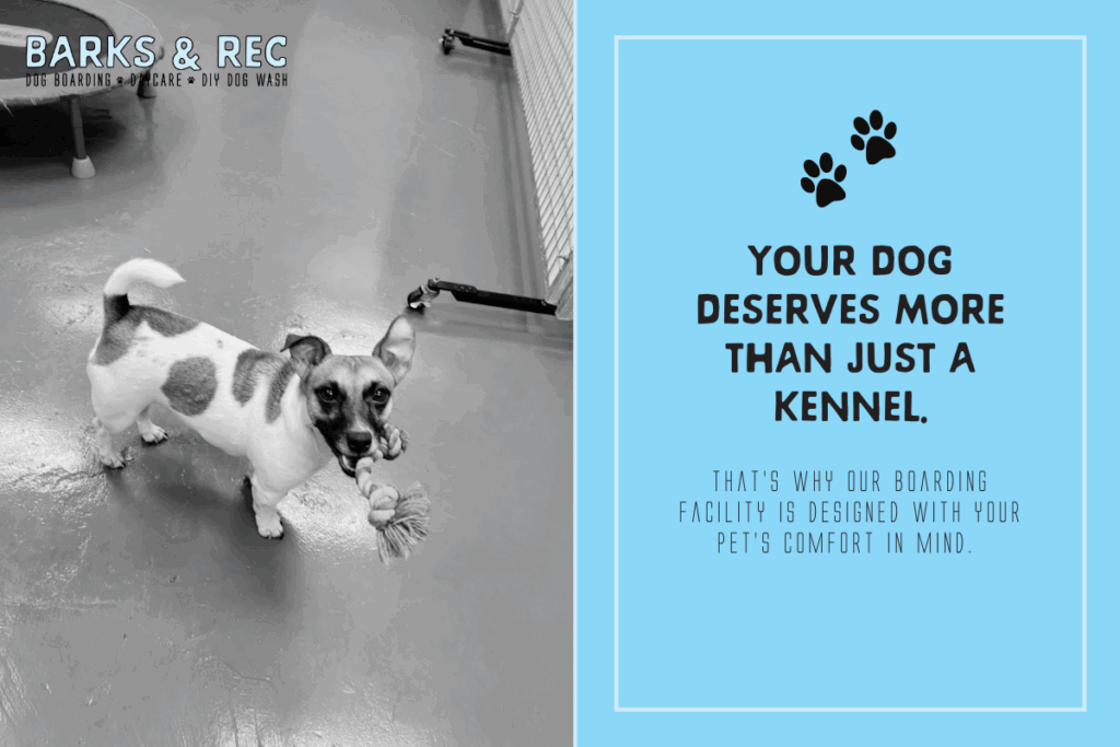 Dog Daycare